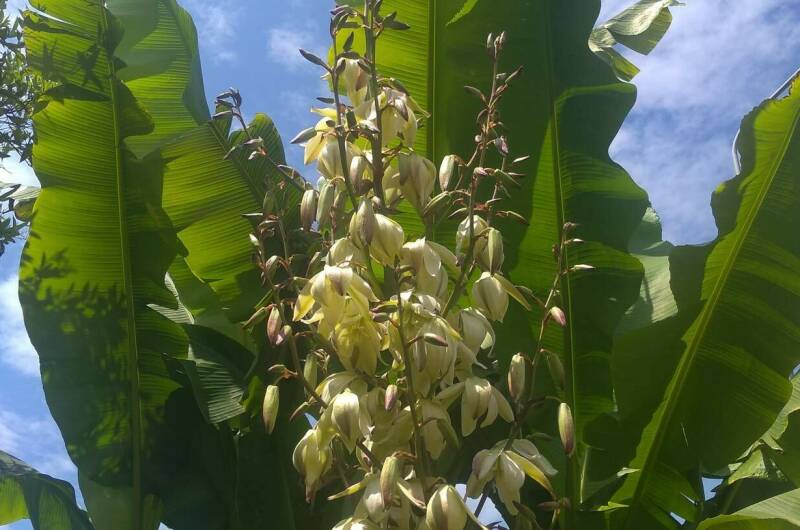 Гостевой дом «SoFitel-GagrA»