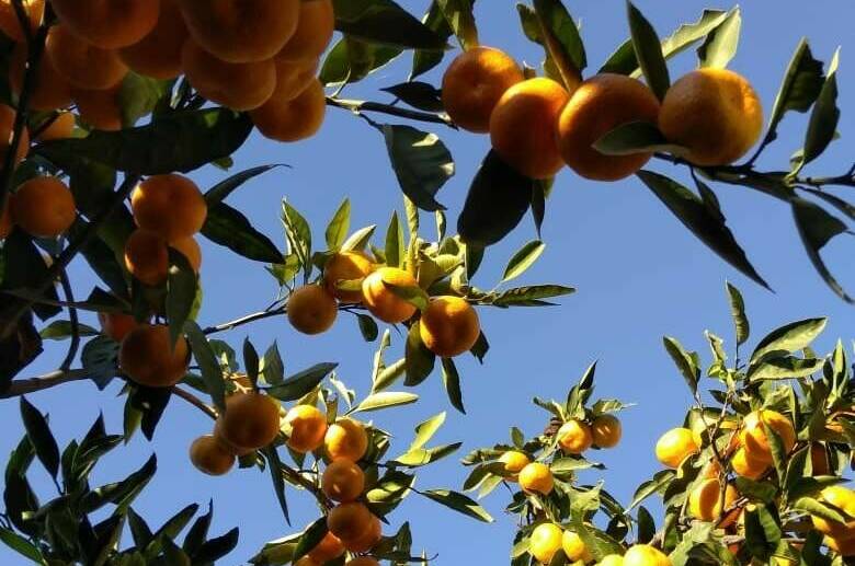 Гостевой дом «SoFitel-GagrA»