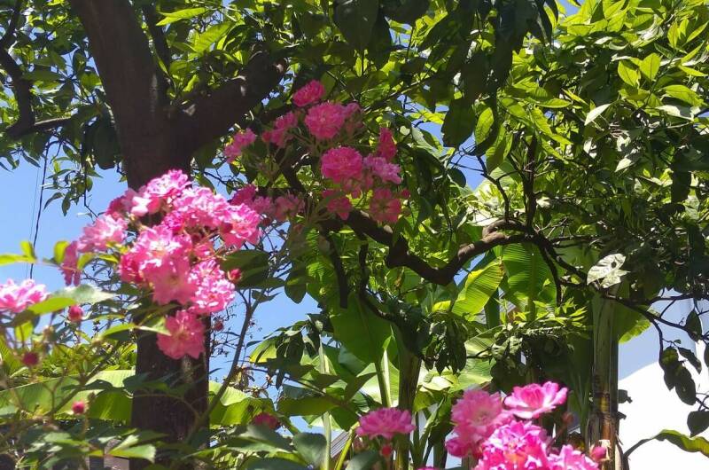 Гостевой дом «SoFitel-GagrA»