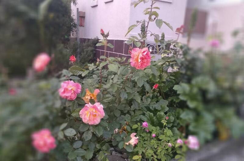 Гостевой дом «SoFitel-GagrA»