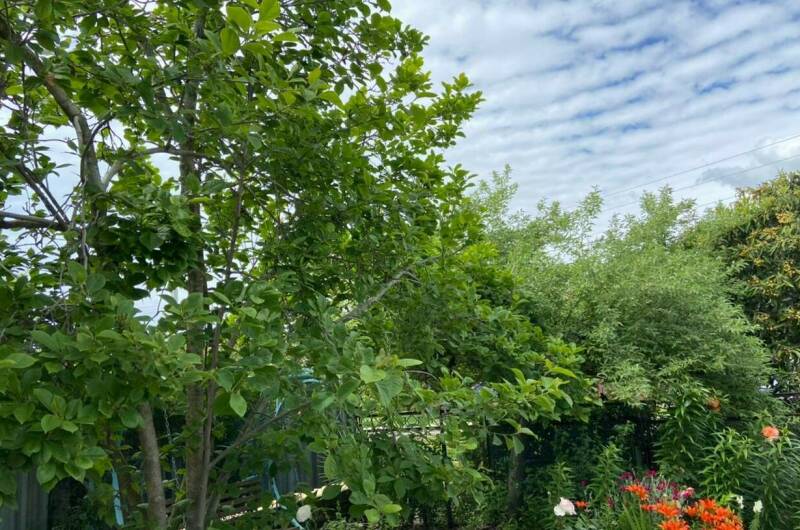 Гостевой дом «У Лизы»