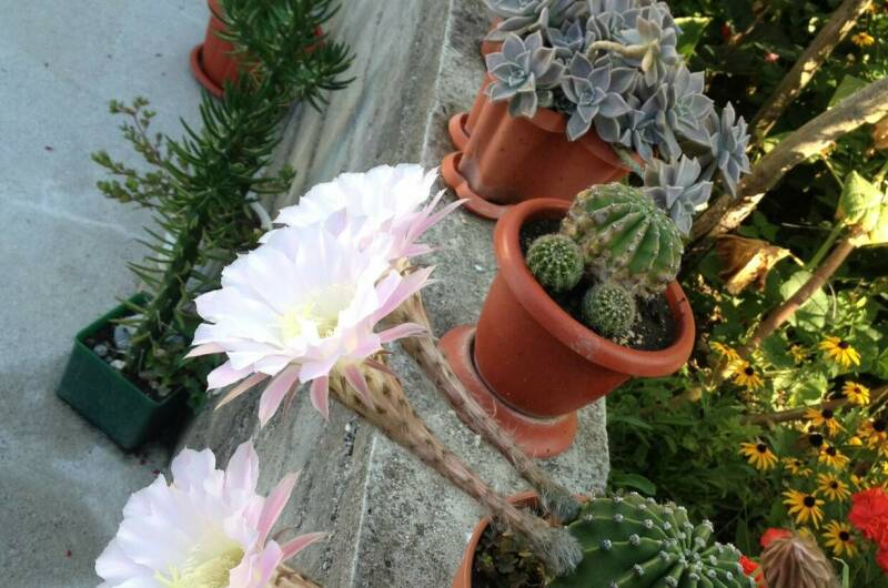 Гостевой дом «Пальмира»