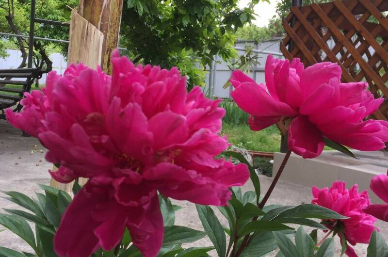 Гостевой дом «Hurma»