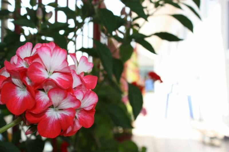 Гостевой дом «Аррива»