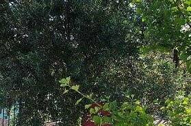 Гостевой дом на Лапстинской 15