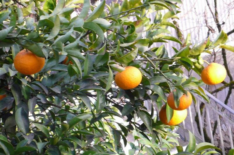 Гостевой дом «Лаура»