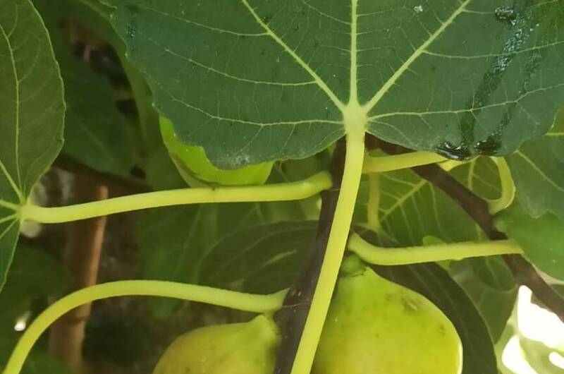 Гостевой дом «Лаура»