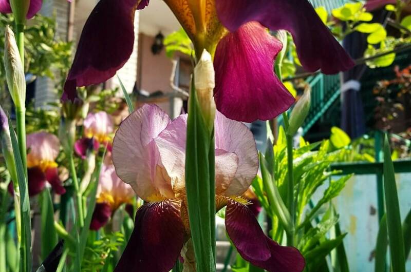 Мини-отель «Гагра»