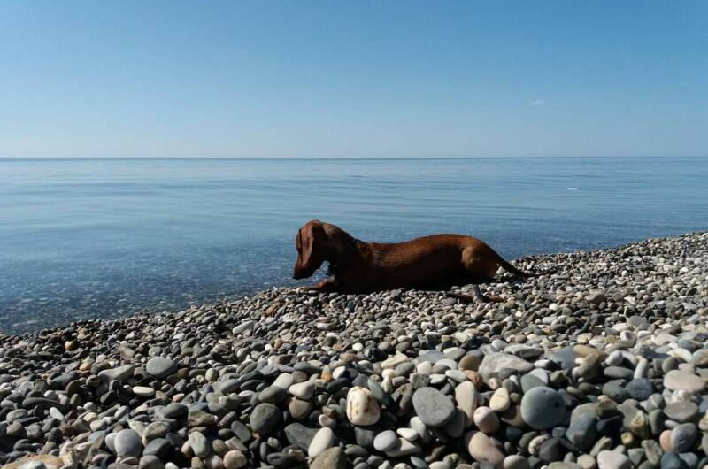Гостевой дом «У моря»