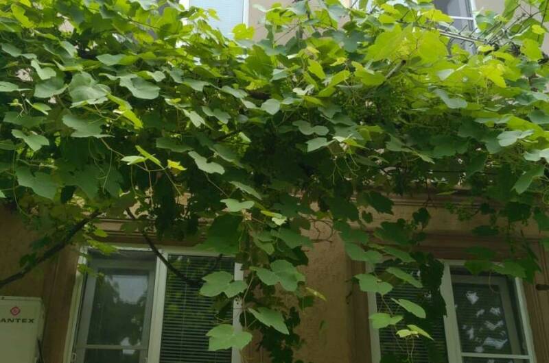 Гостевой дом «Анаида»