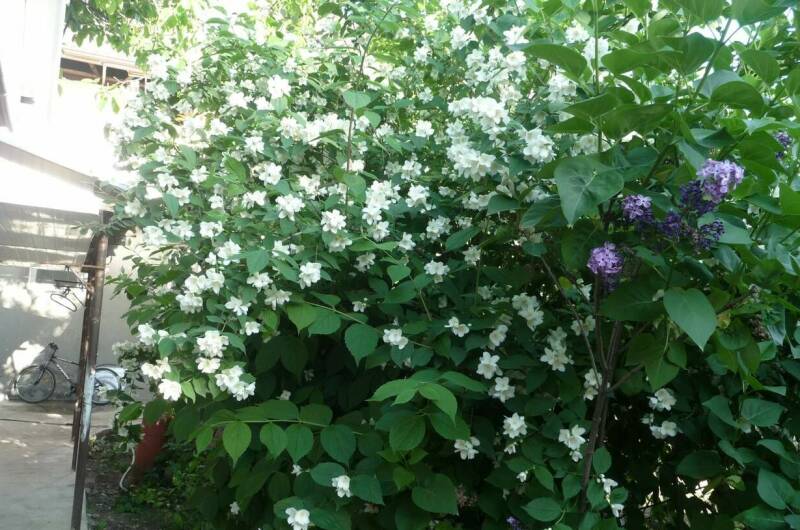 Гостевой дом «Мария»