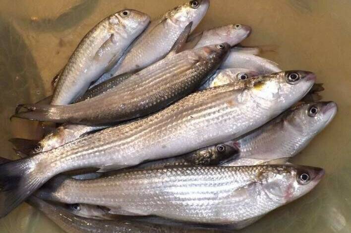 Гостевой дом «Маяк»