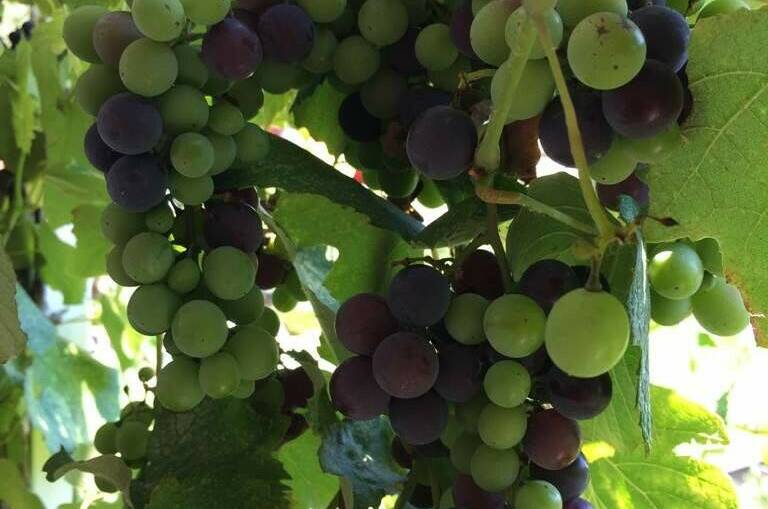 Гостевой дом «Green»