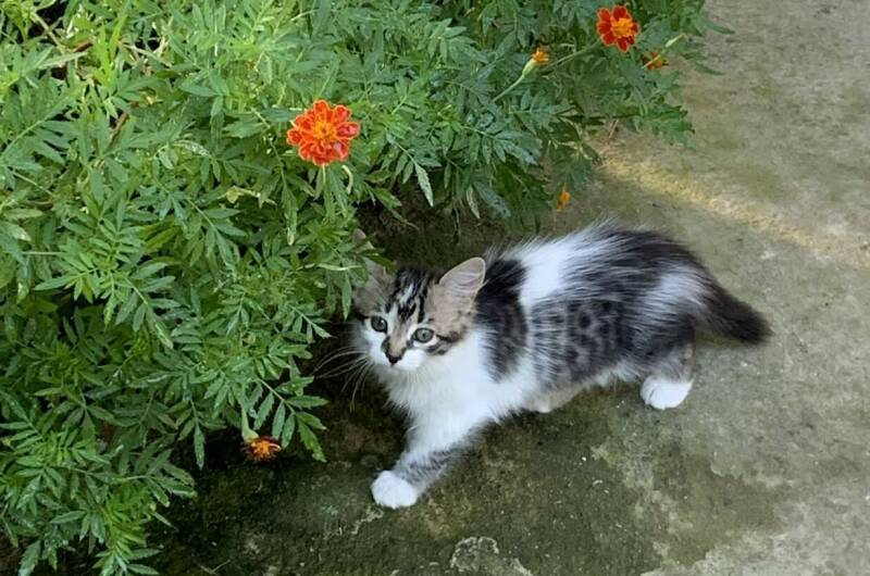 Частный дом «Елена» 25 метров до моря