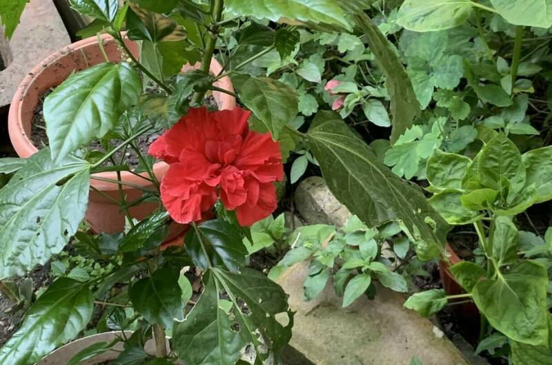 Частный дом «Елена» 25 метров до моря