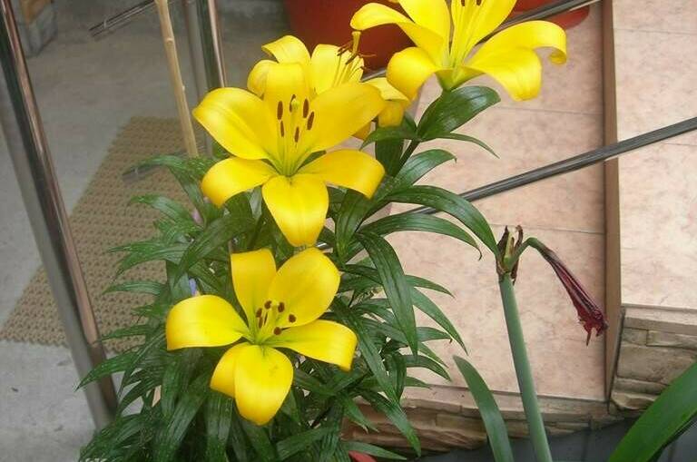 Гостевой дом «Берег мечты»