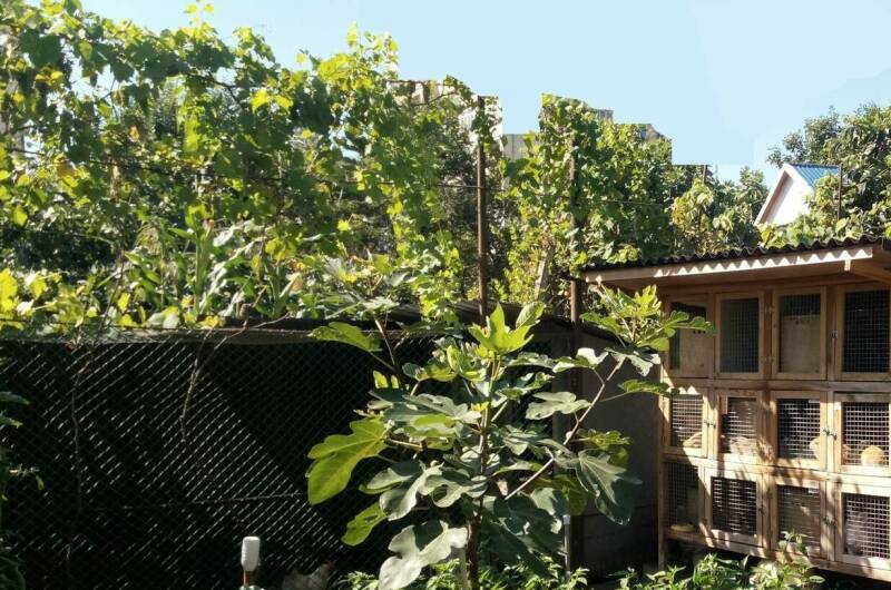 Гостевой дом «Бабуца»