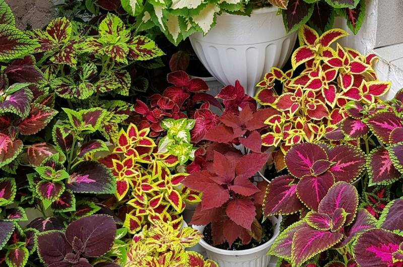 Частный гостевой дом «Жемчужина взморья»