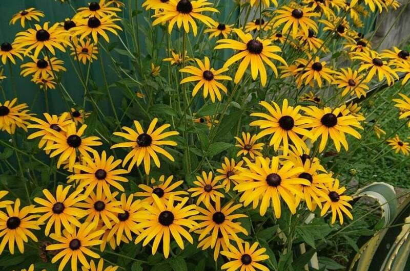 Гостевой дом «Альха Авидзба»