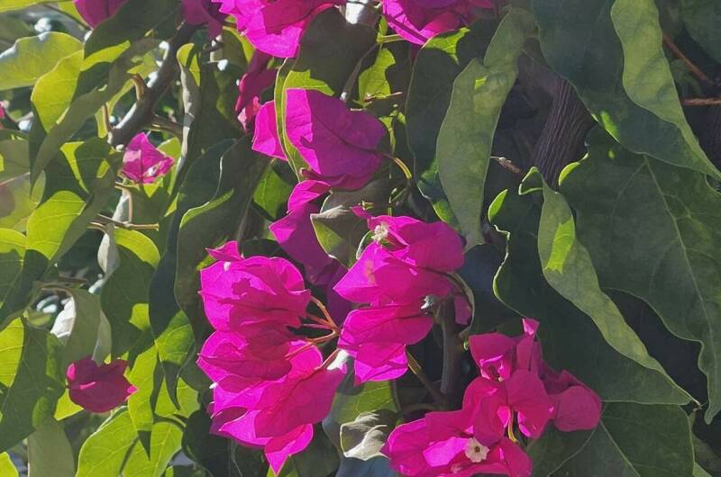 Мини-отель «Лимончелло»