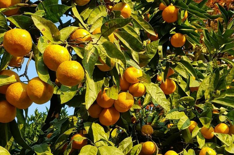 Частный гостевой дом «Жемчужина взморья»