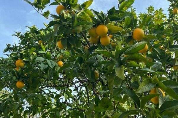 Гостевой дом «Феникс»