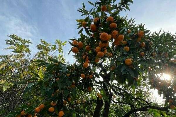 Гостевой дом «Феникс»