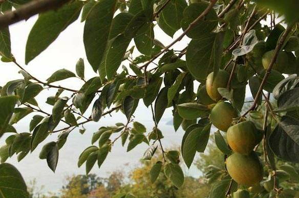 Гостевой дом «Взгорье»