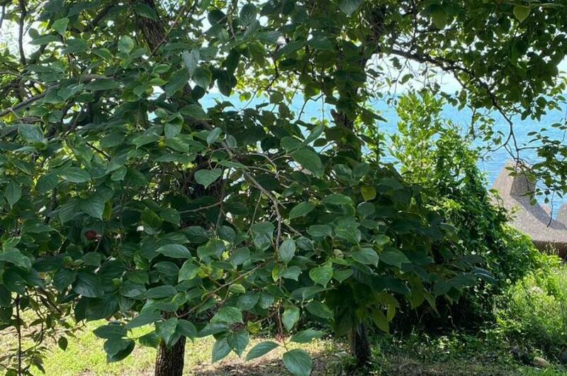 Частный сектор «У Джули»