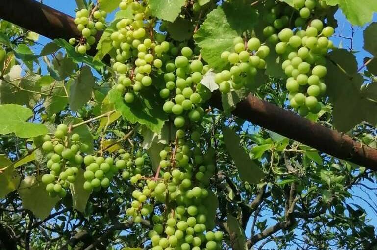 Гостевой дом «U Vili»