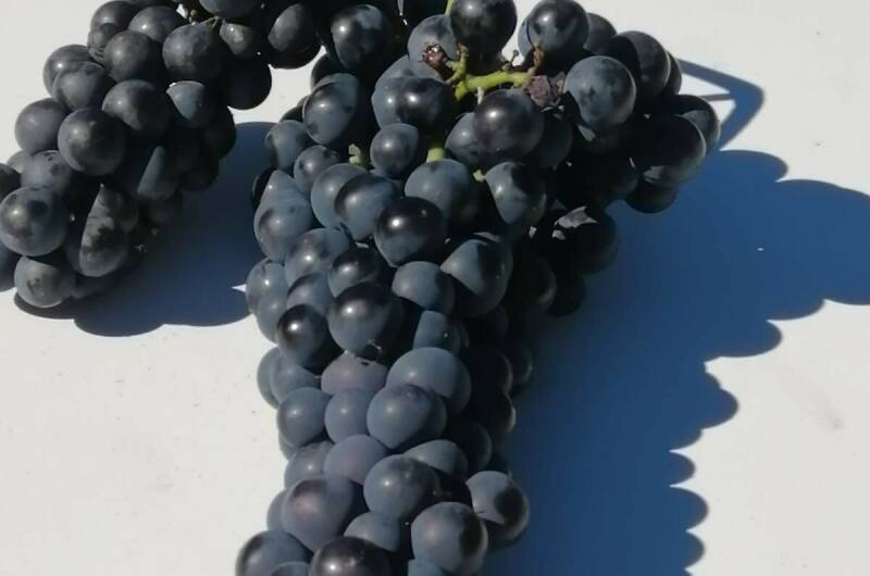 Гостевой дом «U Vili»