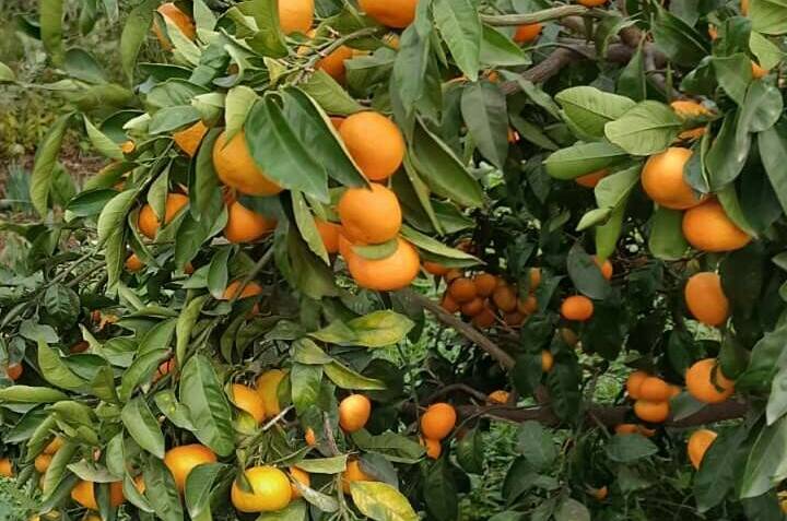 Гостевой дом «U Vili»