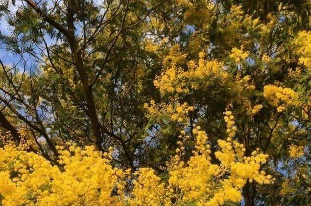 Вилла «Эдельвейс»