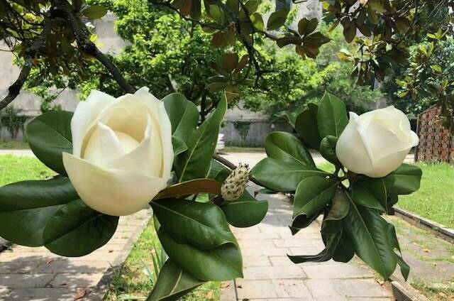 Вилла «Эдельвейс»