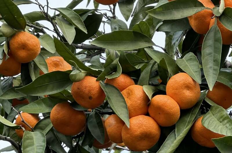 Вилла «Эдельвейс»