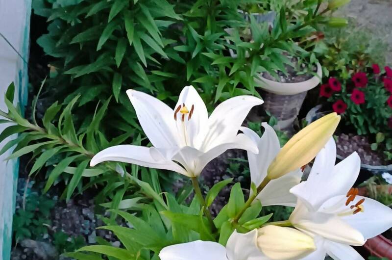 Гостевой дом «Диана»