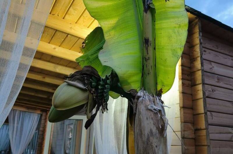 Отель «Aqua Palm Resort»