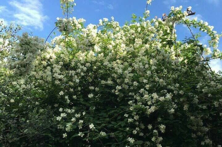 Гостевой дом «Диана»