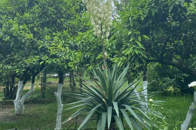Гостевой дом «Лдзаа»