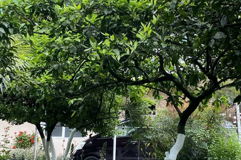 Гостевой дом «Лдзаа»