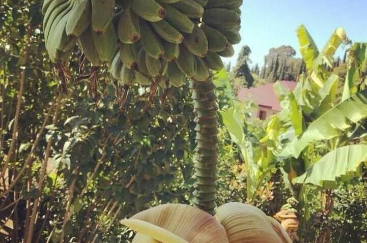 Гостевой дом «Эль-Плáтано»