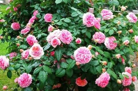 Гостевой дом «Пегас»