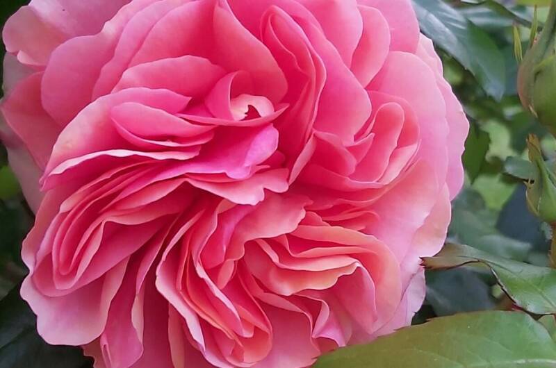 Гостевой дом «Пегас»