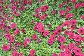 Гостевой дом «Лесная»