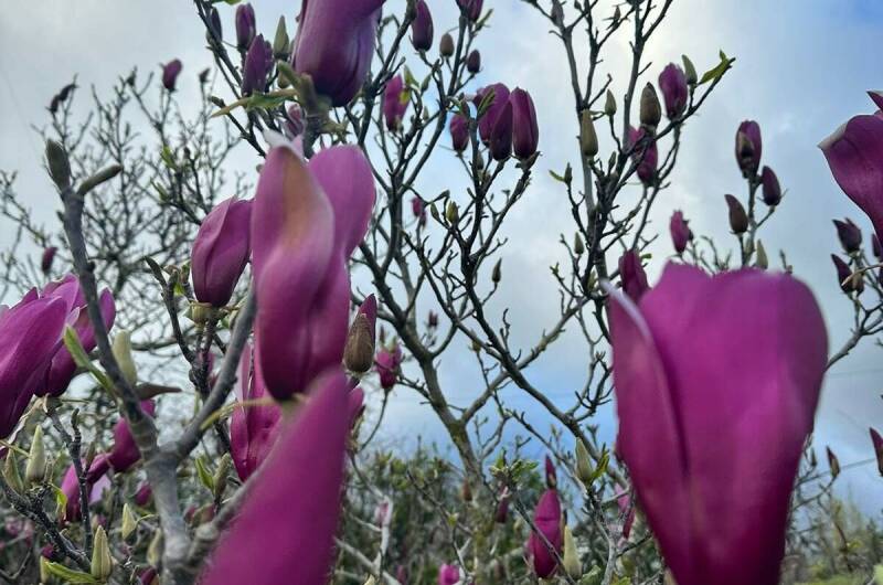 Апартаменты «Изабелла»