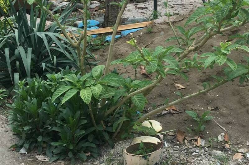 Гостевой дом «Ангелина»