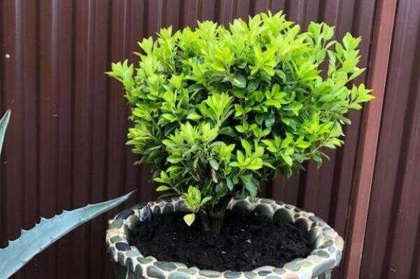 Гостевой дом «Фазенда»