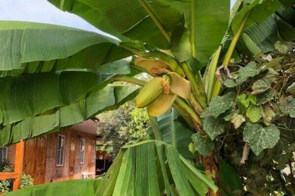 Гостевой дом «Фазенда»