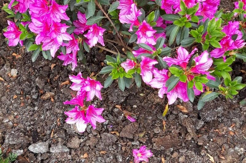 Гостевой дом «Лыхны»