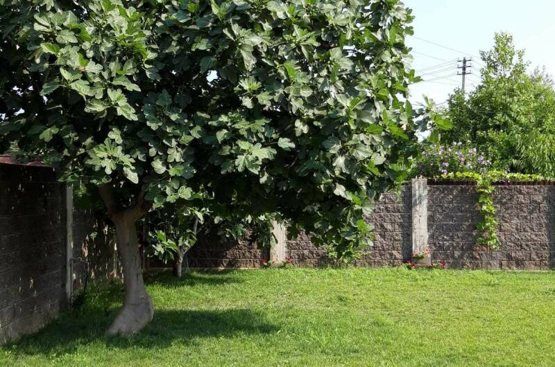 Гостевой дом «Лыхны»